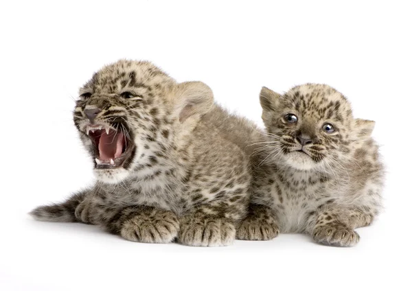 Περσικά λεοπάρδαλη Cub (2 μήνες) — Φωτογραφία Αρχείου