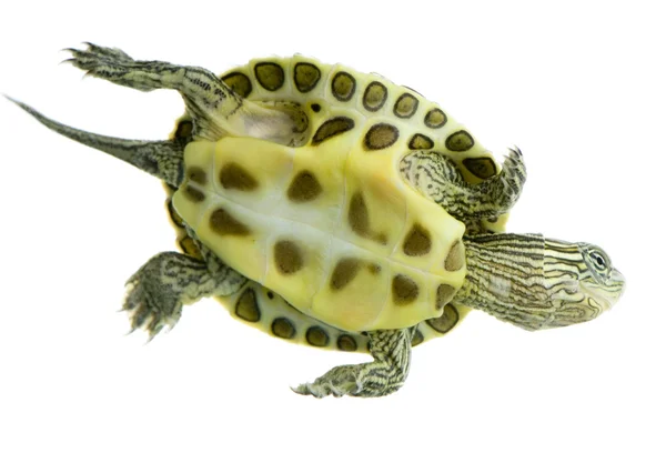 Żółw - ocadia sinensis — Zdjęcie stockowe