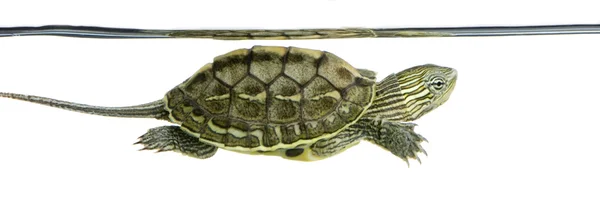 Turtle - OCADIA SINENSIS — Stock Photo, Image