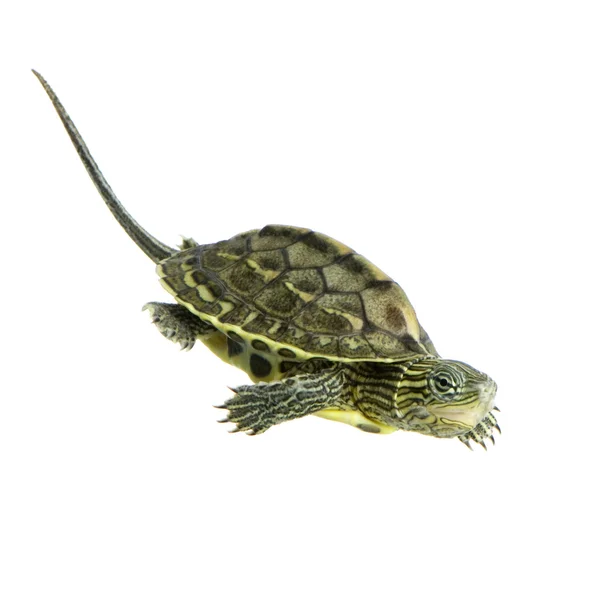 Черепаха - OCADIA SINENSIS — стоковое фото