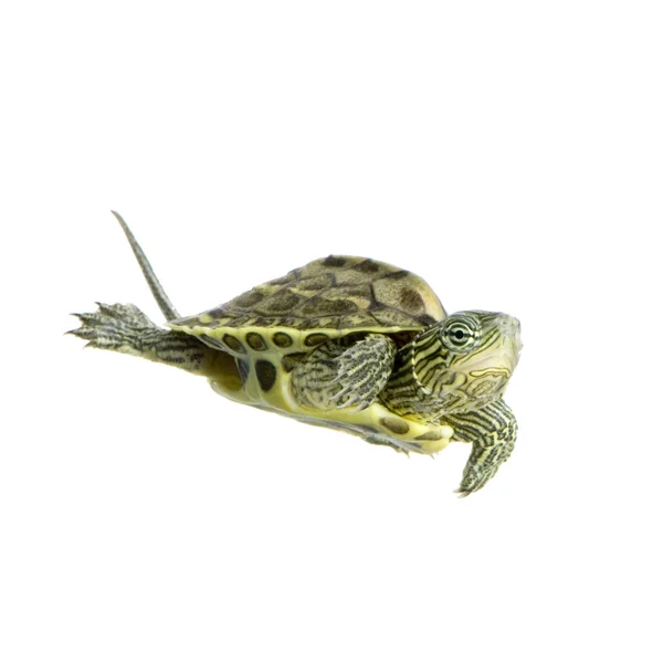 Kaplumbağa - ocadia sinensis — Stok fotoğraf