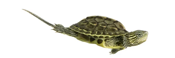 Χελώνα - ocadia sinensis — Φωτογραφία Αρχείου
