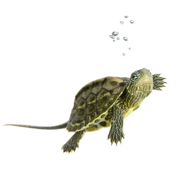 Черепаха - Ocadia Sinensis — стокове фото