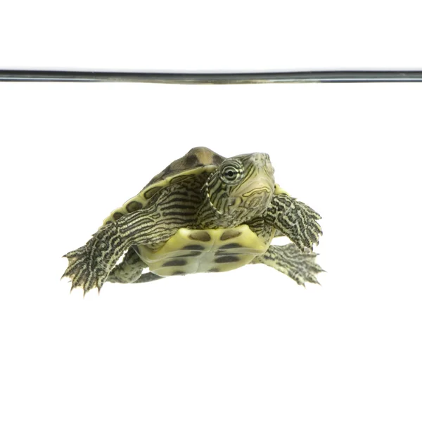 stock image Turtle - OCADIA SINENSIS