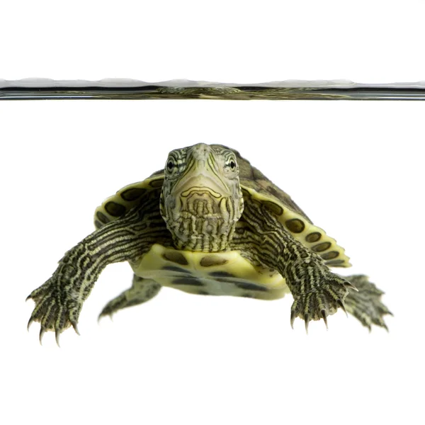 Schildkröte - ocadia sinensis — Stockfoto