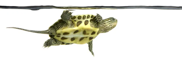 Żółw - ocadia sinensis — Zdjęcie stockowe