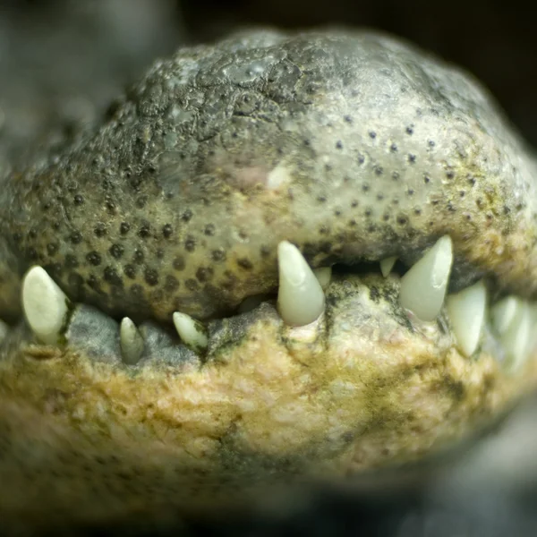 Mâchoire de crocodile — Photo