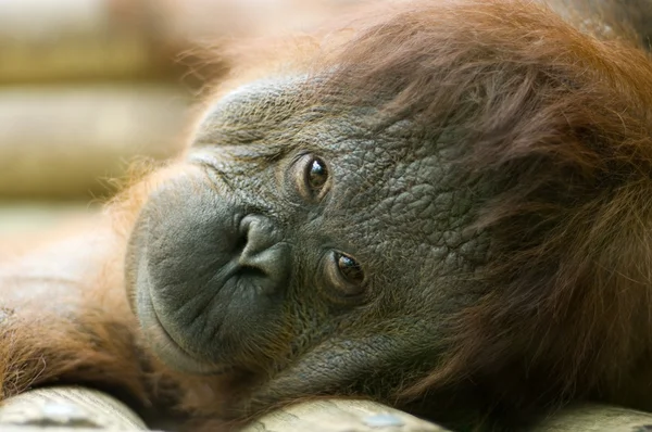 Orang-utan deitado — Fotografia de Stock