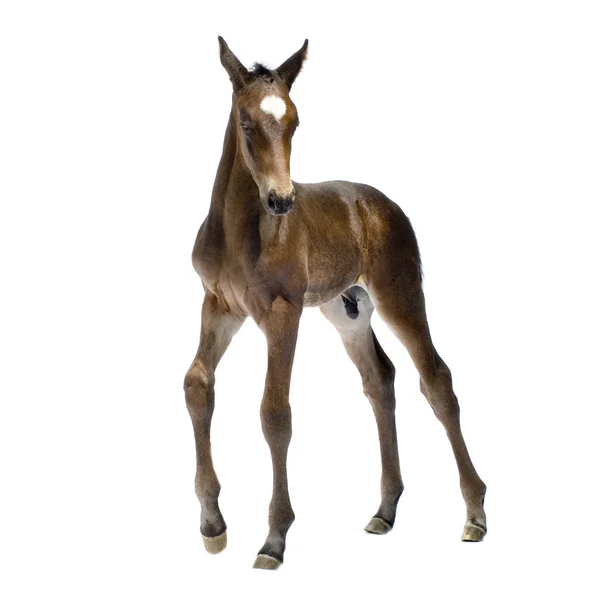 Foal (12 ημέρες) — Φωτογραφία Αρχείου