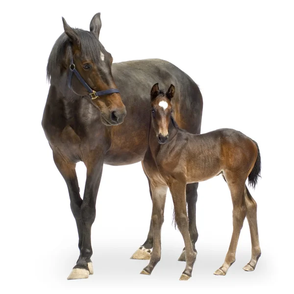 Mare with her Foal (12 days) — Stock Photo, Image