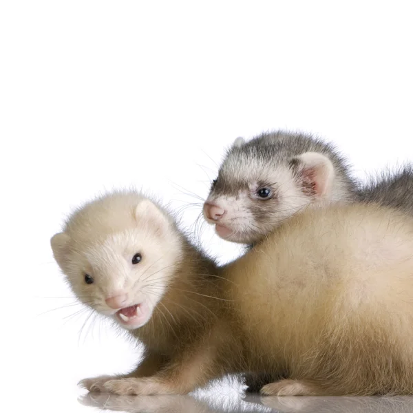 Two Ferrets kits (10 weeks) — Stock Photo, Image