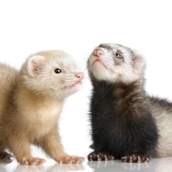 Two Ferrets kits (10 weeks) — Stock Photo, Image
