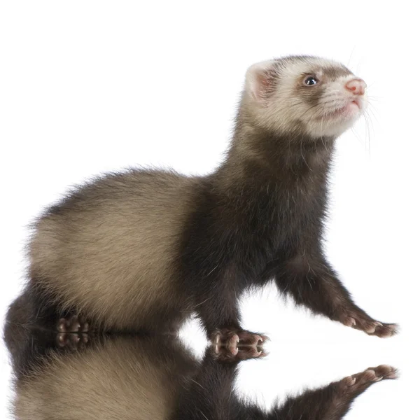 Young siamese sable Ferret kit (10 weeks) — Stock Photo, Image