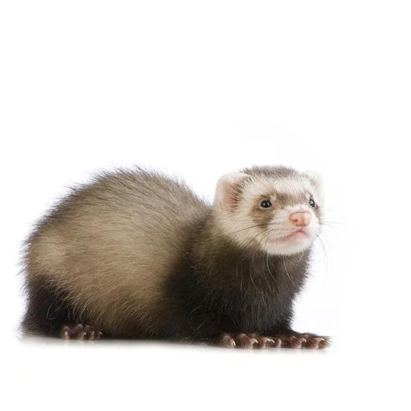 Young siamese sable Ferret kit (10 weeks) — Stock Photo, Image