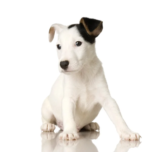Puppy Jack russel — Fotografie, imagine de stoc