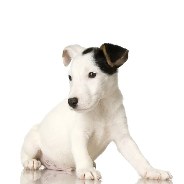 Puppy Jack Russel — Fotografia de Stock