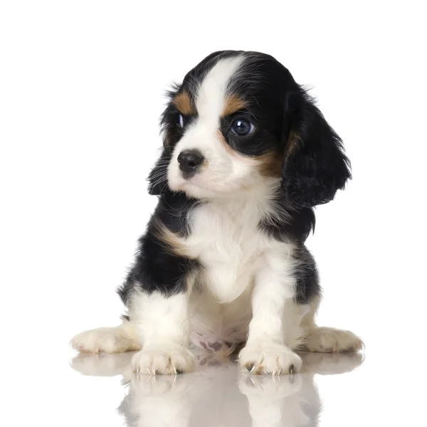 Cavalier King Charles Spaniel puppy — Stockfoto
