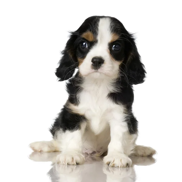 Cavalier King Charles Spaniel cachorro — Foto de Stock