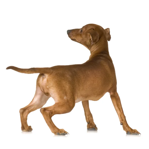 Rear view of a dog looking up — Stock Photo, Image