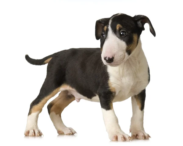 Bika terrier — Stock Fotó