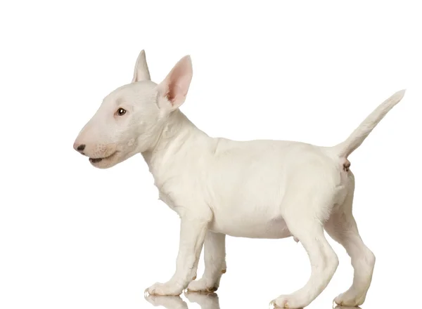 Toro terrier — Foto Stock