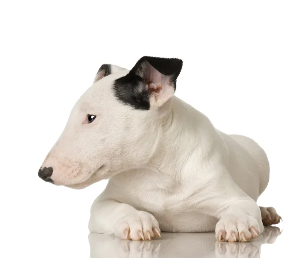 Bull Terrier — Stock Photo, Image