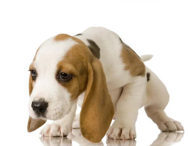 Beagle. —  Fotos de Stock