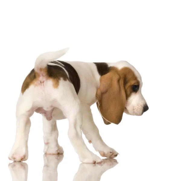 Beagle puppy — Fotografie, imagine de stoc