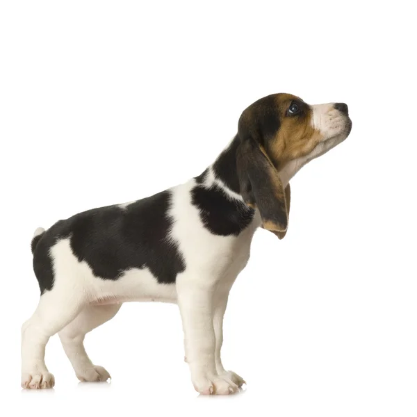 Beagle — Fotografie, imagine de stoc