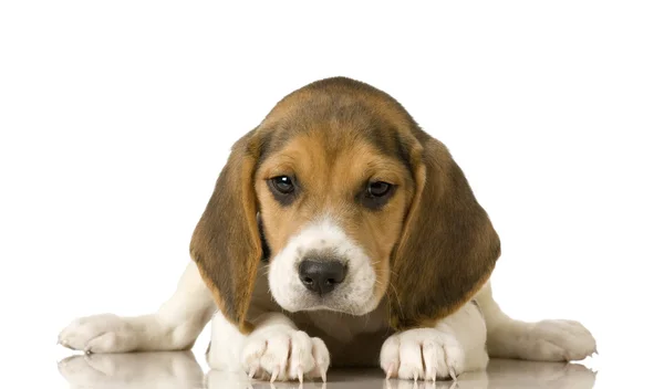 Beagle — Stock fotografie