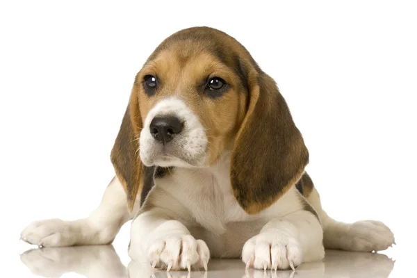 Beagle. — Foto de Stock