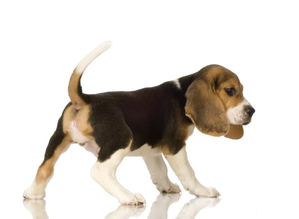 Beagle. — Foto de Stock