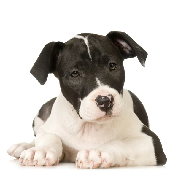 American staffordshire terrier — Stockfoto