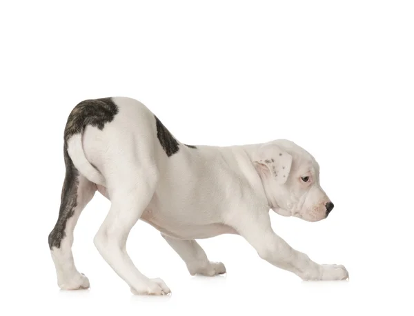 Amerikkalainen Staffordshire Terrier — kuvapankkivalokuva