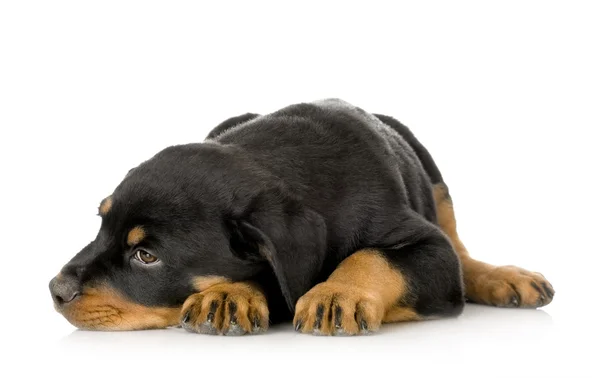 stock image Rottweiler