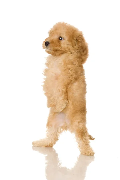 stock image Apricot Poodle puppy