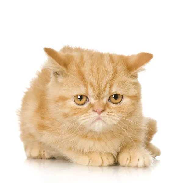 생강 페르시아 고양이 고양이 — 스톡 사진