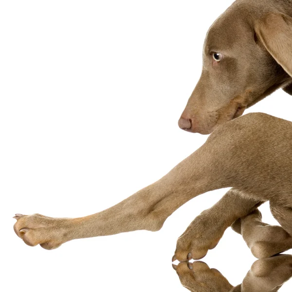 Cão weimaraner — Fotografia de Stock
