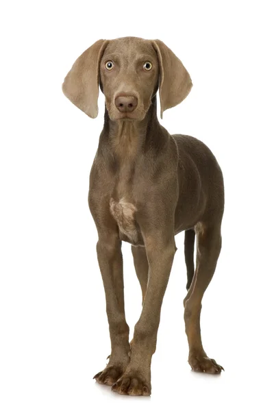 Cão weimaraner — Fotografia de Stock