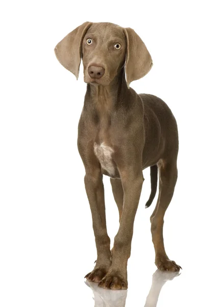 Puppy Weimarse staande hond — Stockfoto