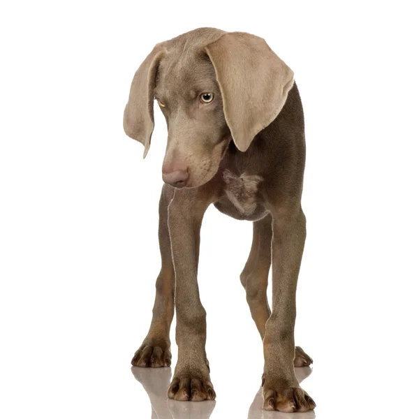 Puppy Weimarse staande hond — Stockfoto