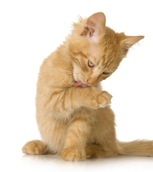 Zencefil kedi yavru kedi — Stok fotoğraf