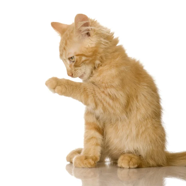Імбир кішка кошеня — стокове фото