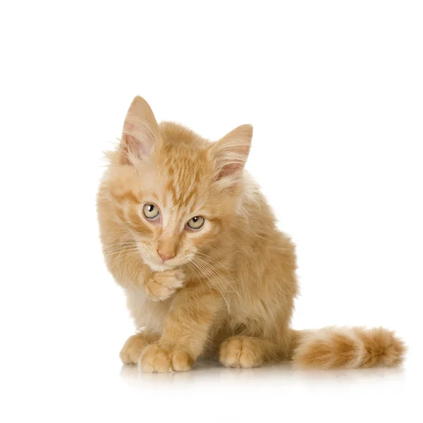 Imbir kot kotek — Zdjęcie stockowe