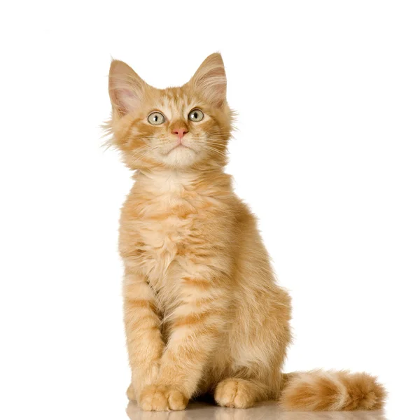Chat roux chaton — Photo