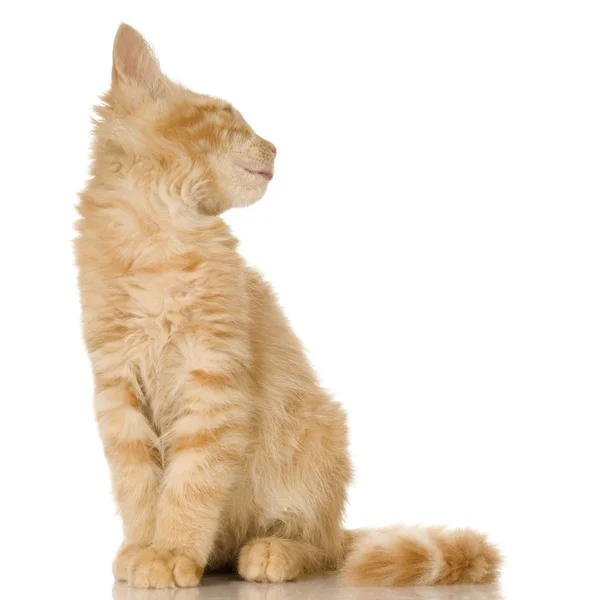 Τζίντζερ γάτα γατάκι — Φωτογραφία Αρχείου