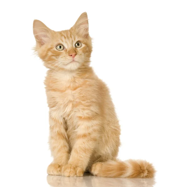 Zencefil kedi yavru kedi — Stok fotoğraf