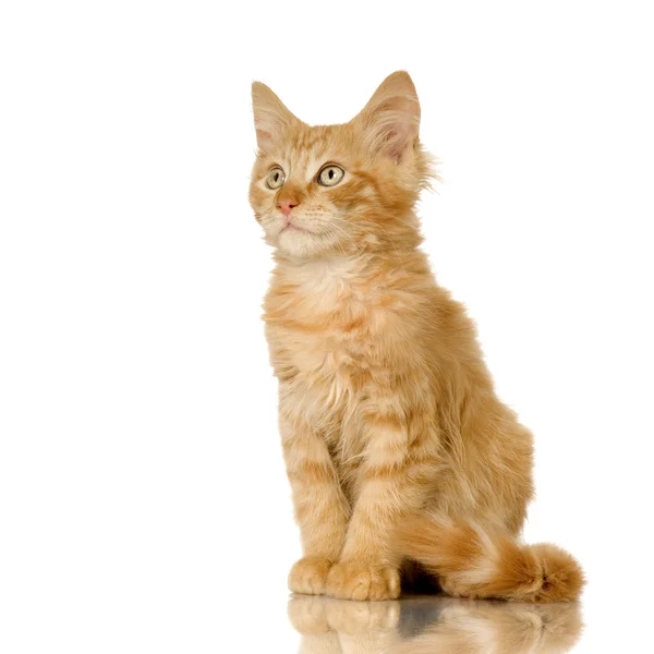 Ginger Cat kitten — Stock Photo, Image