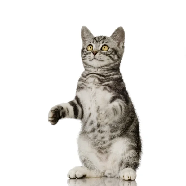 Britânico gatinho shorthair — Fotografia de Stock