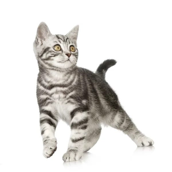 Brit Rövidszőrű cica — Stock Fotó